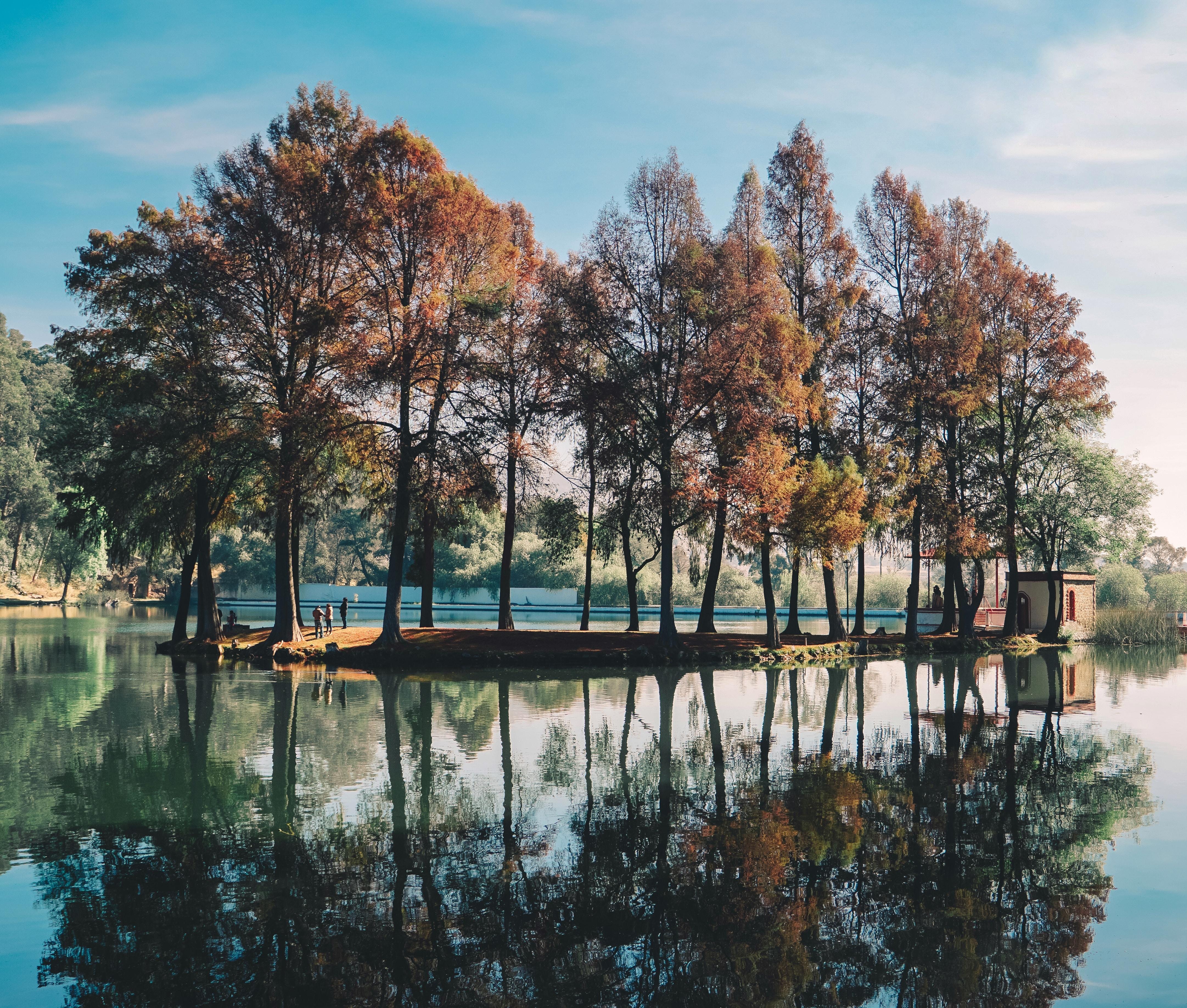 Un pequeño bosque, en mitad de un lago. Chris Lejarazu para Unsplash