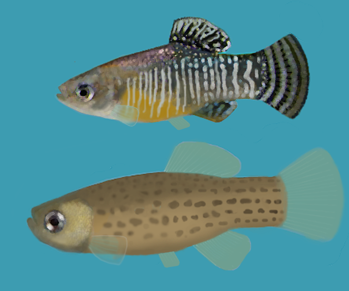Fartet, el pez que se ha extinguido en las costas españolas