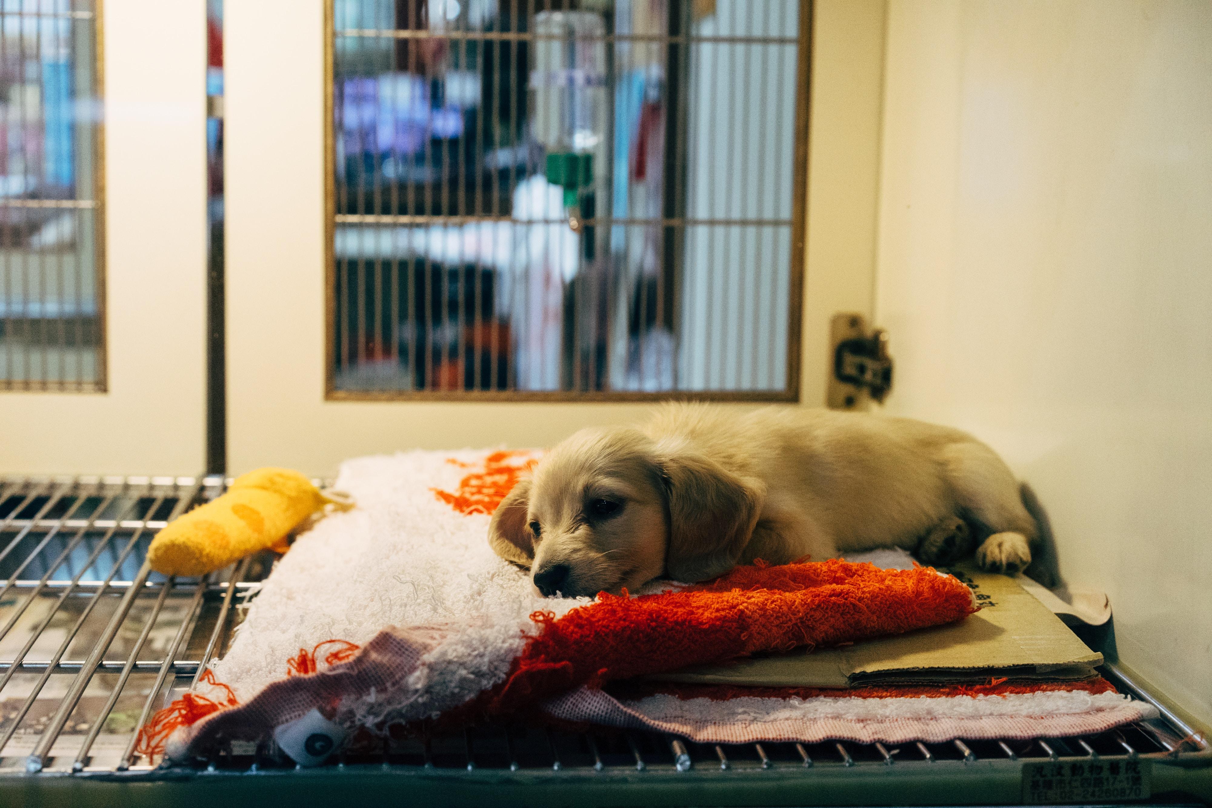 Un perro en una tienda de mascotas como la condenada en Barcelona. Unsplash