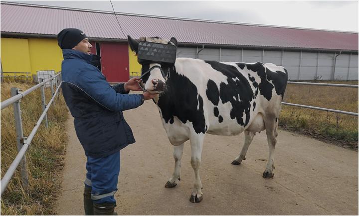 Las vacas, tan felices con sus gafas de realidad virtual 
