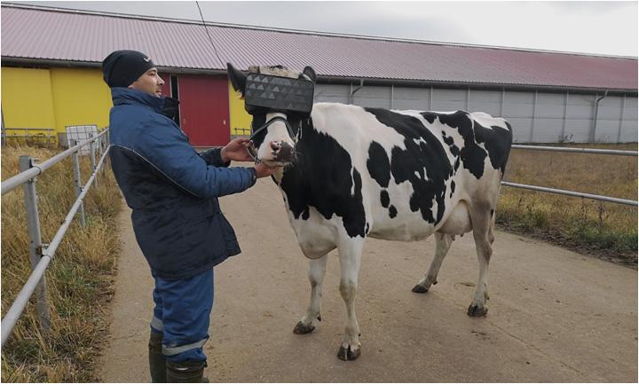 Las vacas, tan felices con sus gafas de realidad virtual Las vacas, tan felices con sus gafas de realidad virtual