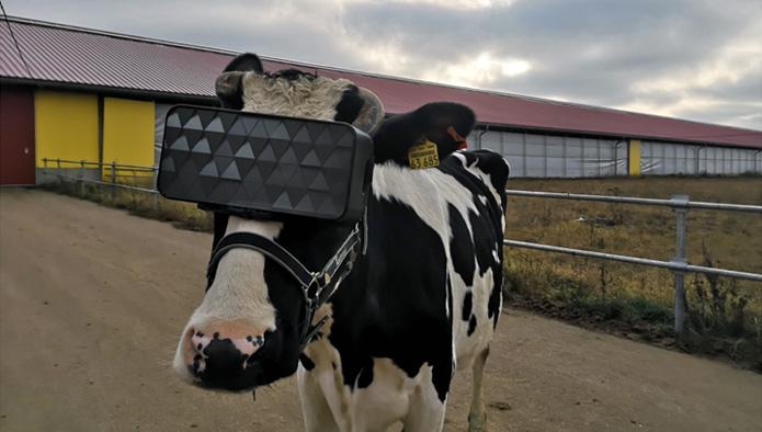 Vacas que producen mejor leche gracias a... ¡gafas de realidad virtual!