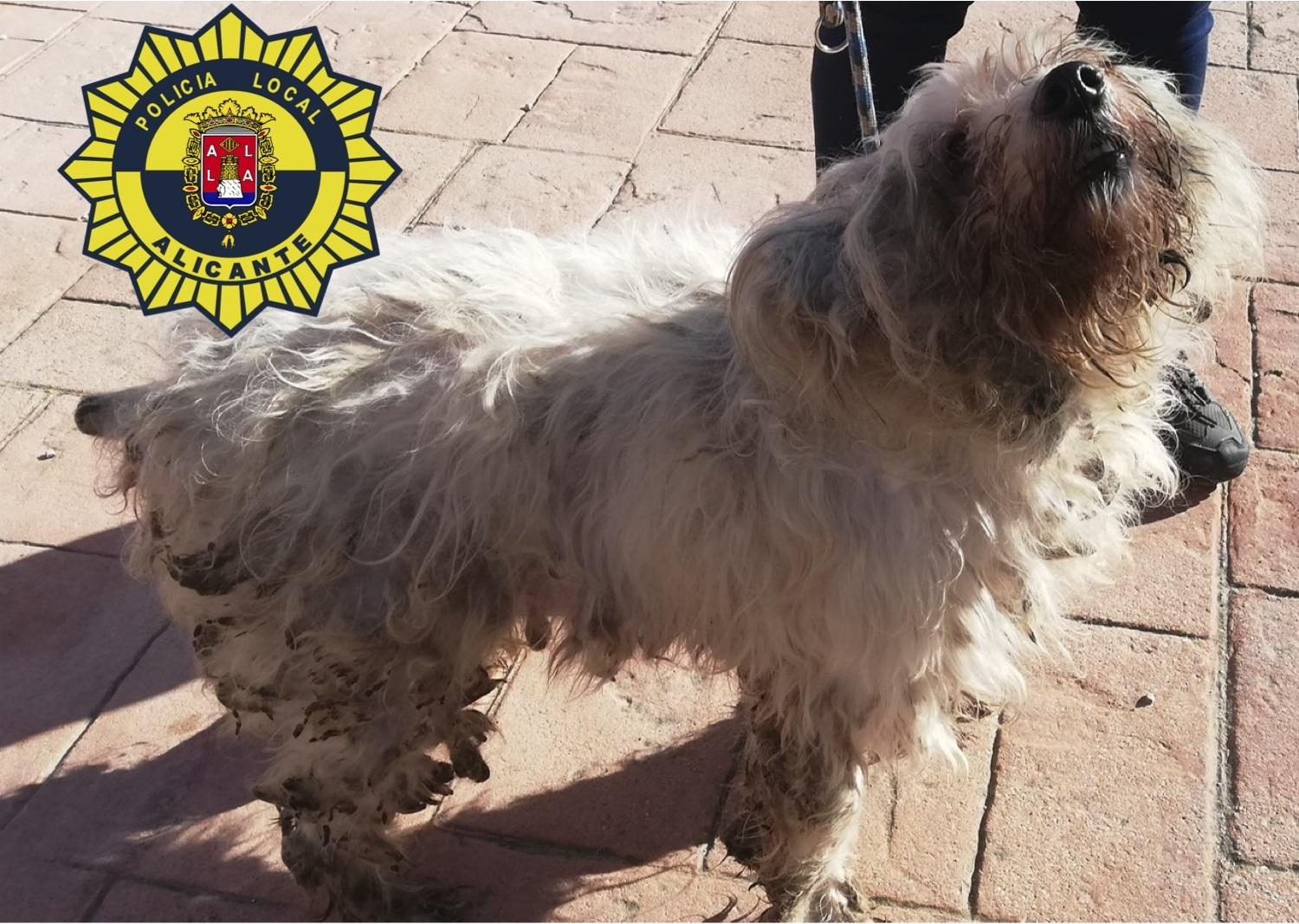 Perro rescatado por la Unidad Canina de la Policía Local. EP