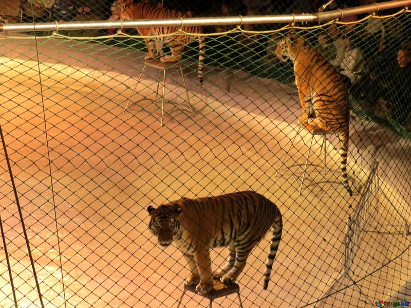 Los animales salvajes han sido durante años una gran atracción de los circos hasta que muchos ayuntamientos han optado por prohibirlo