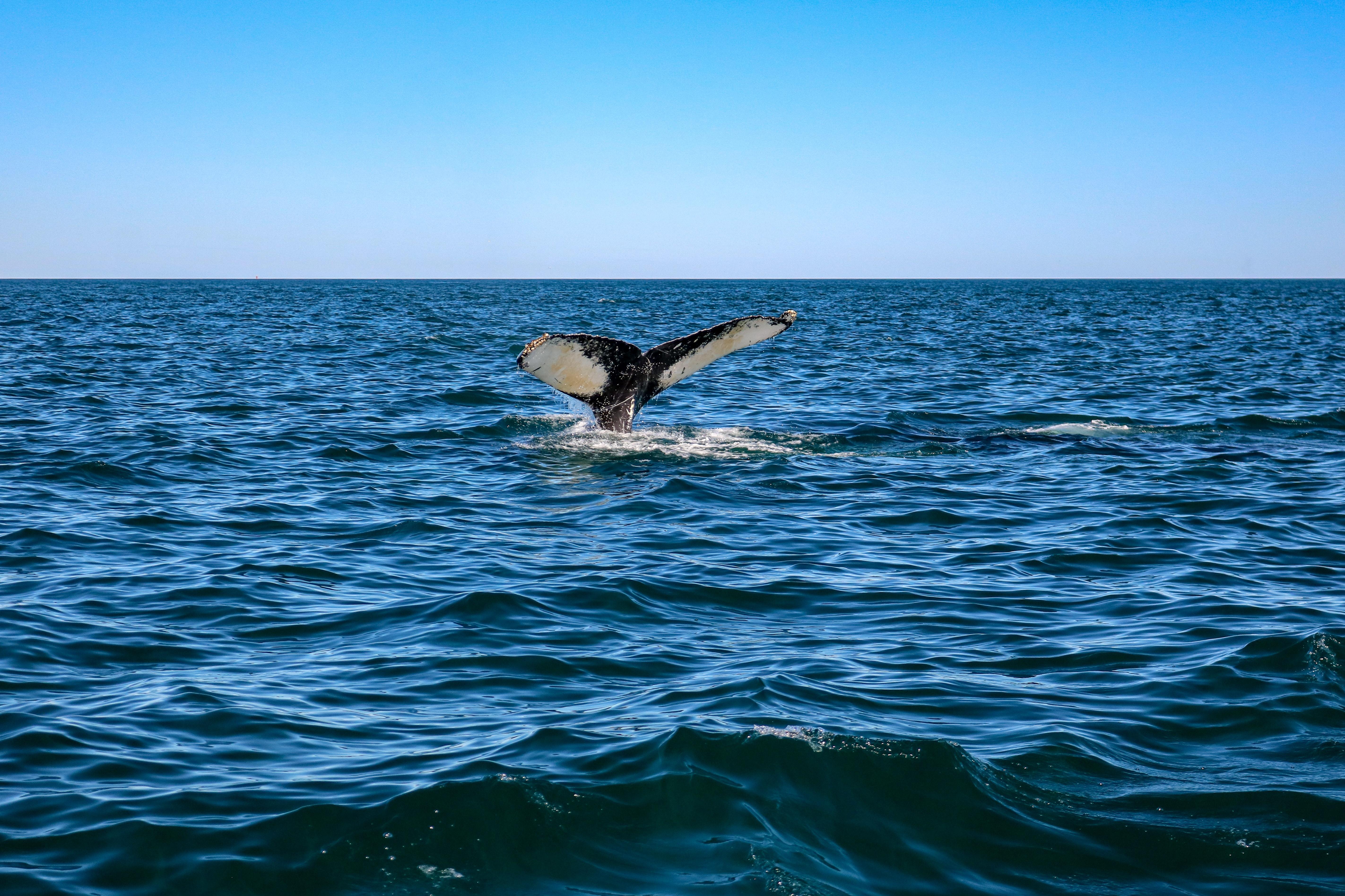 Avistan el segundo animal más grande del mundo desde un hotel de Barcelona. Unsplash