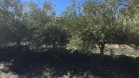 La provincia de Jaén marca récord nacional de bajada del paro por la campaña de aceituna sumada a la de Navidad. Europa Press