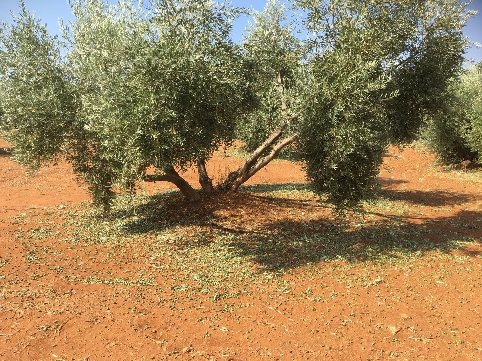 Campos de olivos. EP