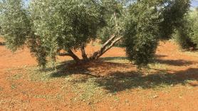 Campos de olivos. EP