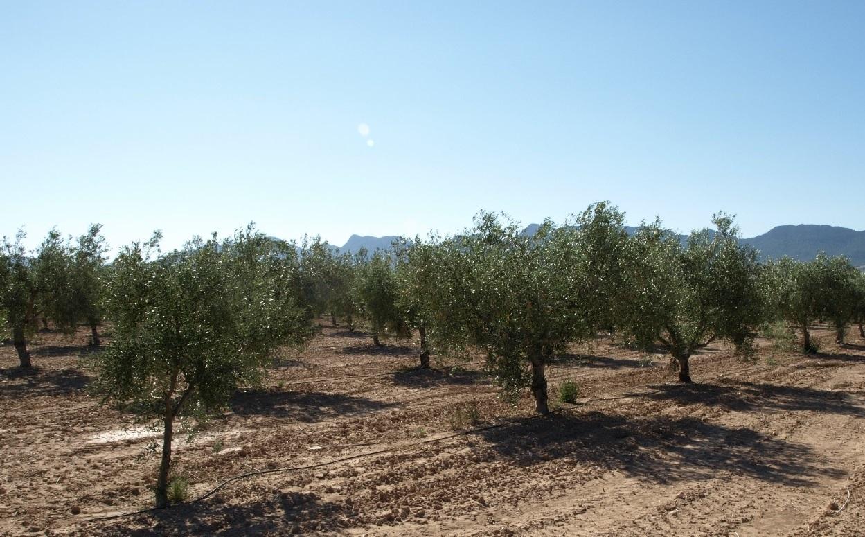 Un campo de olivas de Jaén. EP