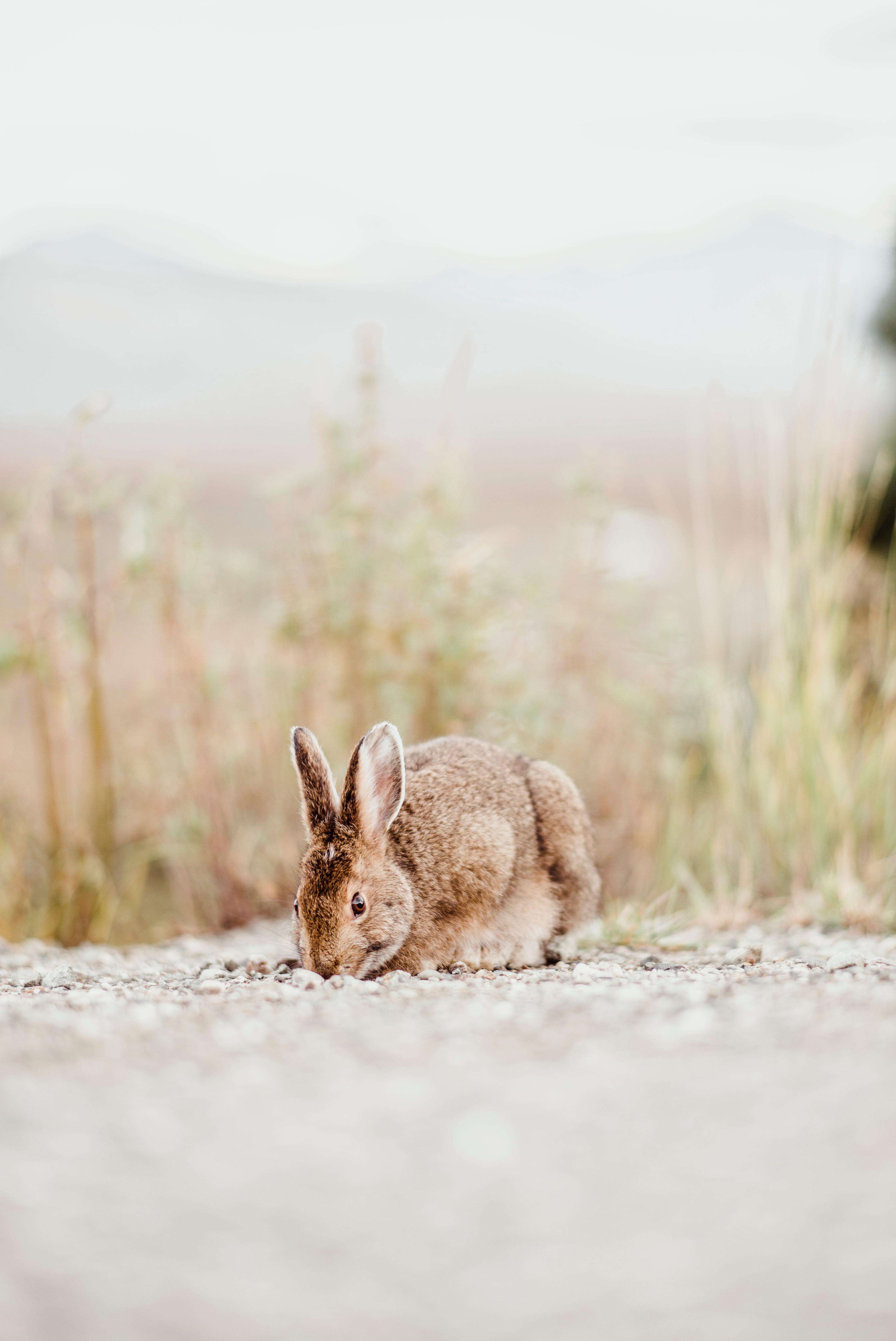 Un conejo en libertad. Max Di Capua para Unsplash