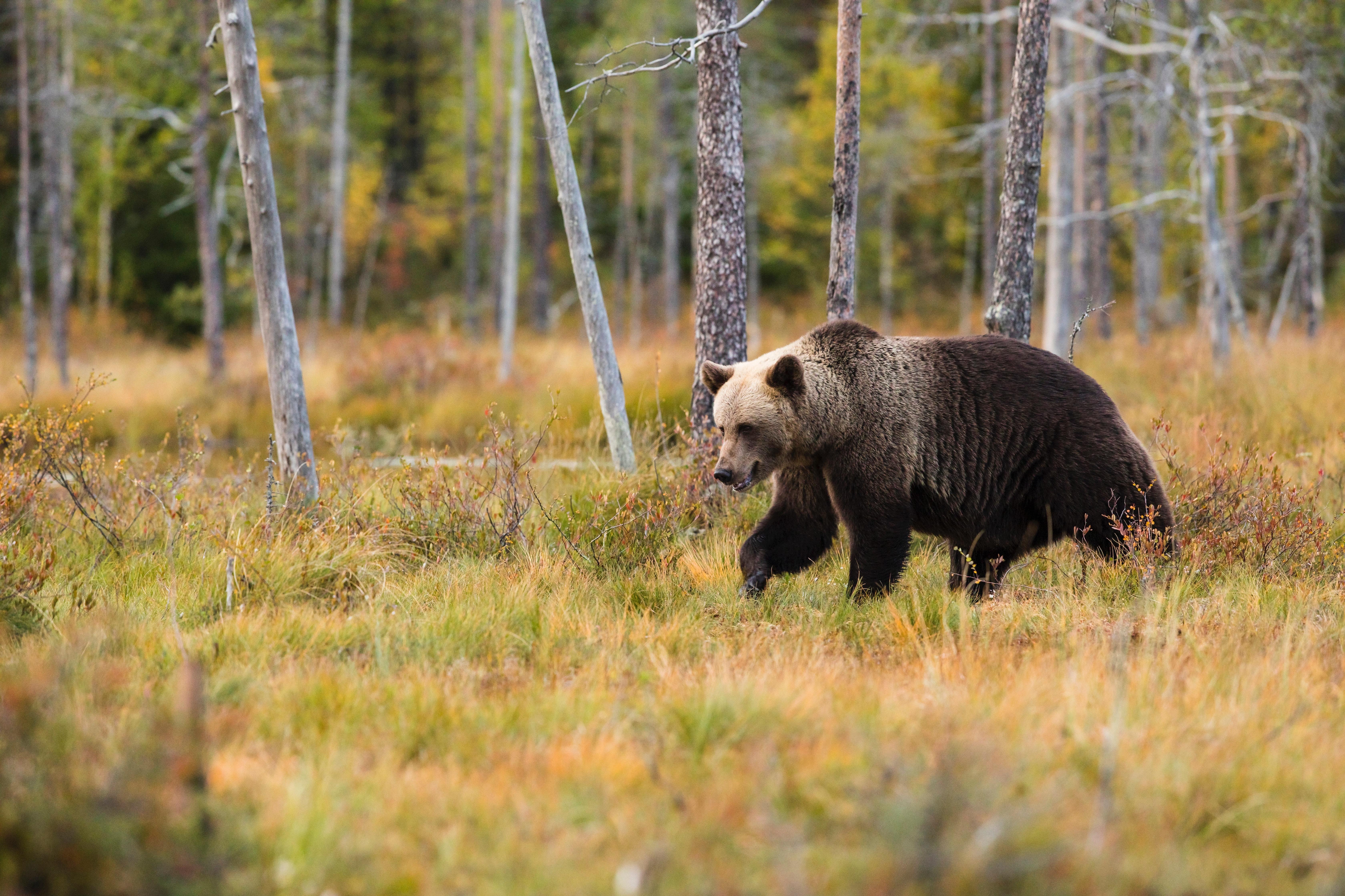 Un oso pardo camina por el bosque. Zdenek Machacek para Unsplash
