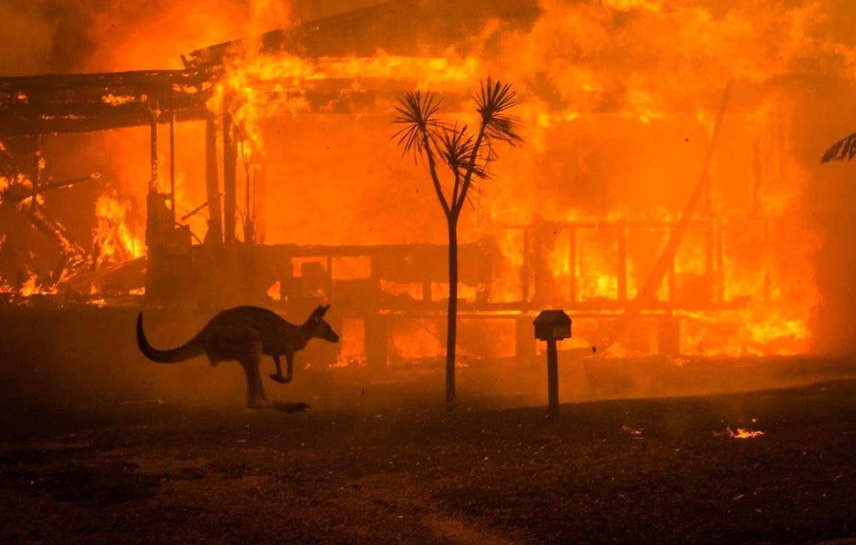 Los incendios en Australia han provocado la muerte de casi 500 mil animales. Twitter