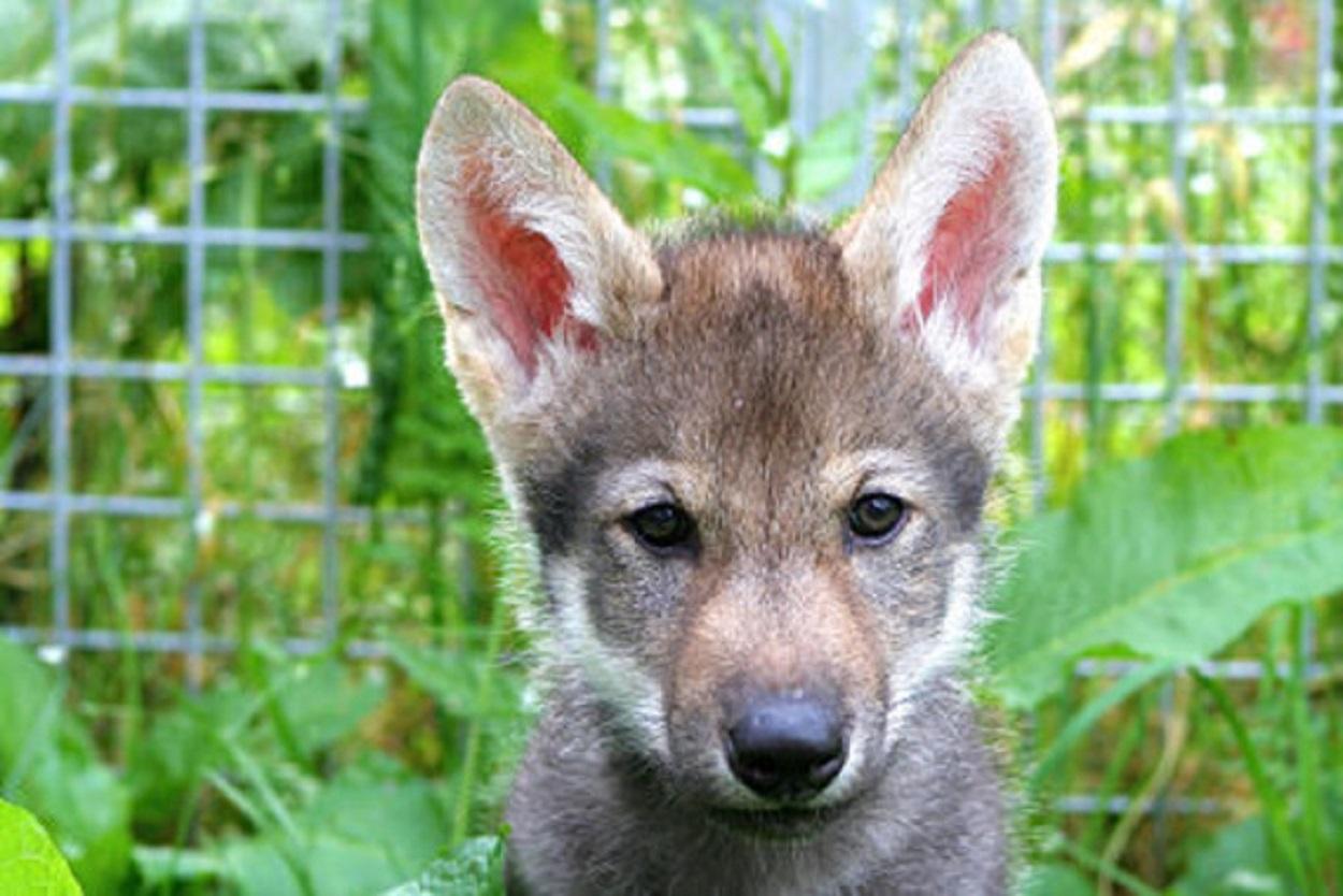 Un cachorro llamado Flea de una camada nacida en 2015./ Christina Hansen Wheat