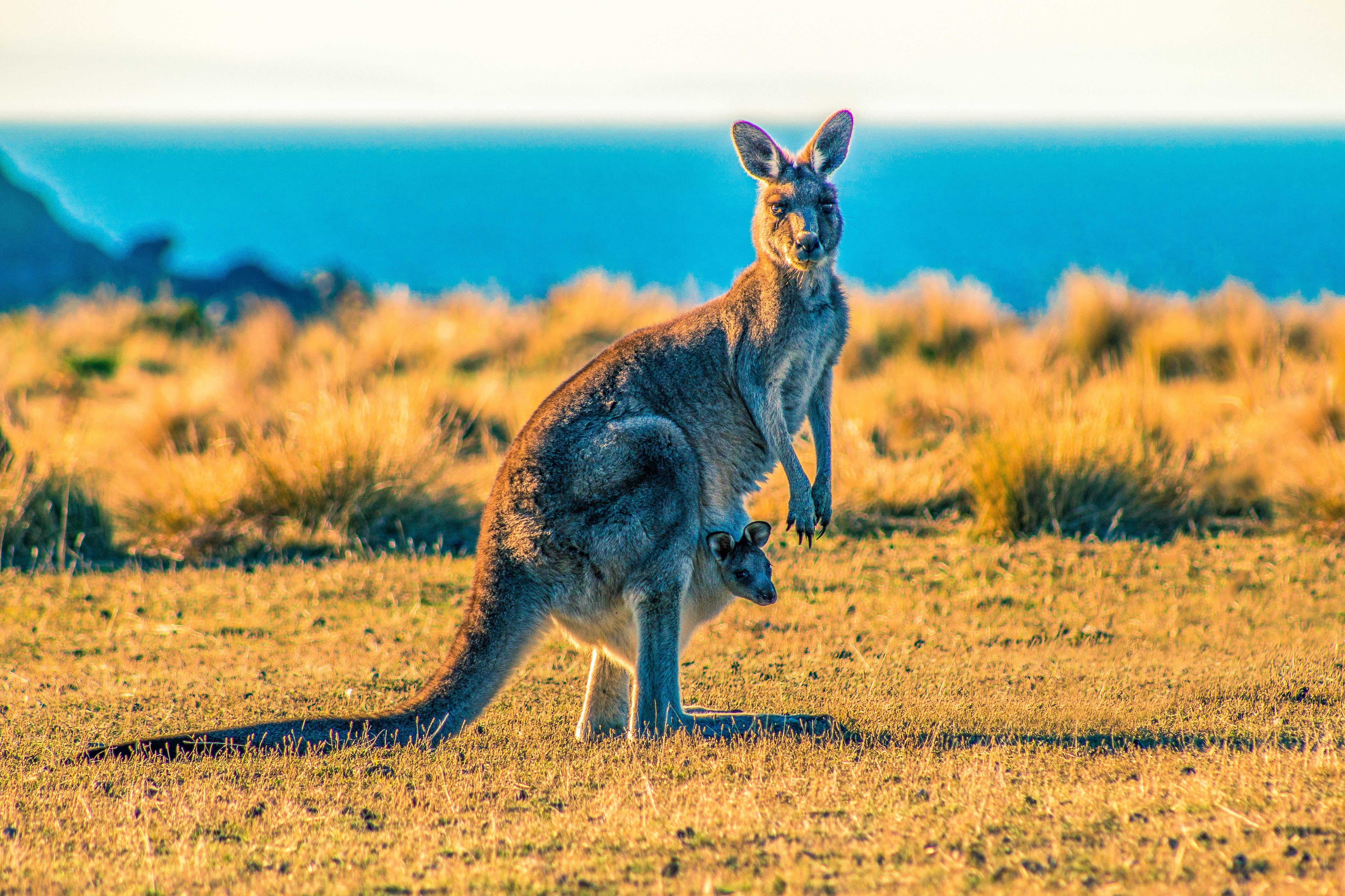 Un canguro en Australia. Ondrej Machart para Unsplash