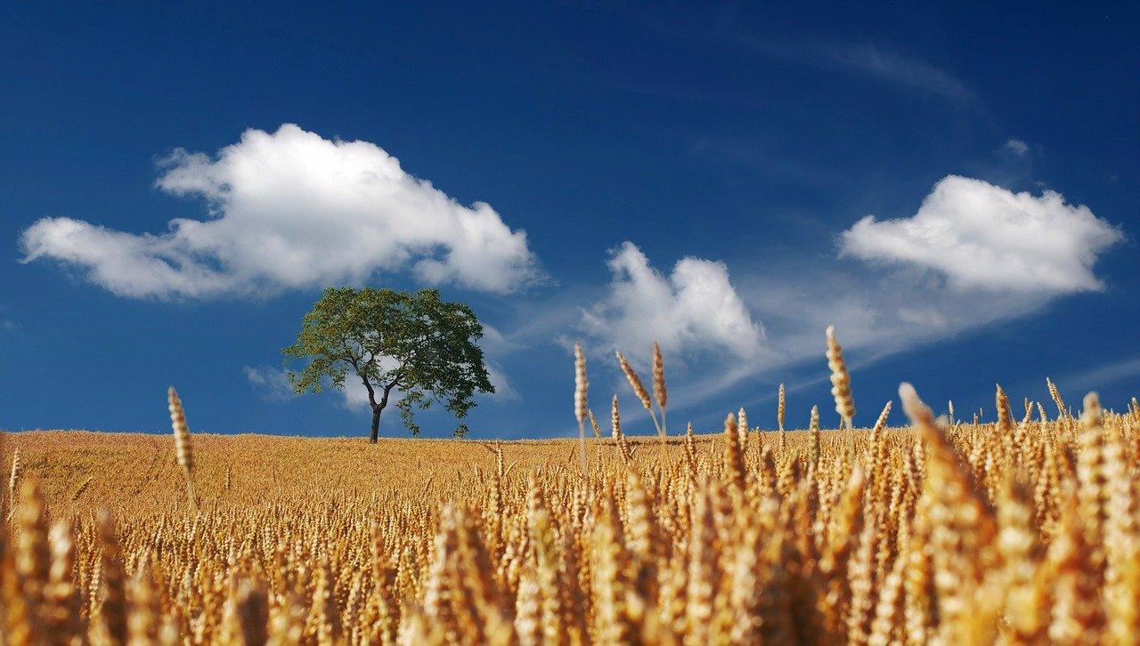 Imagen de un campo de trigo