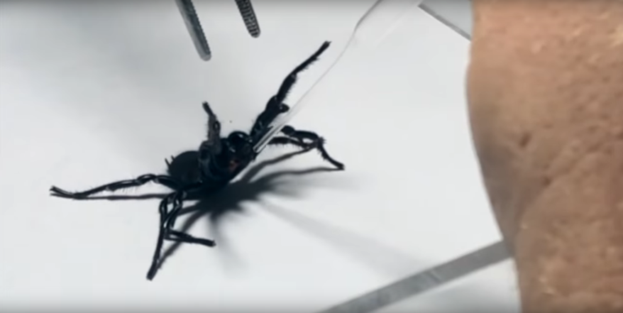 Atrax robustus, una de las arañas más peligrosas del mundo. Youtube Australian Reptile Park
