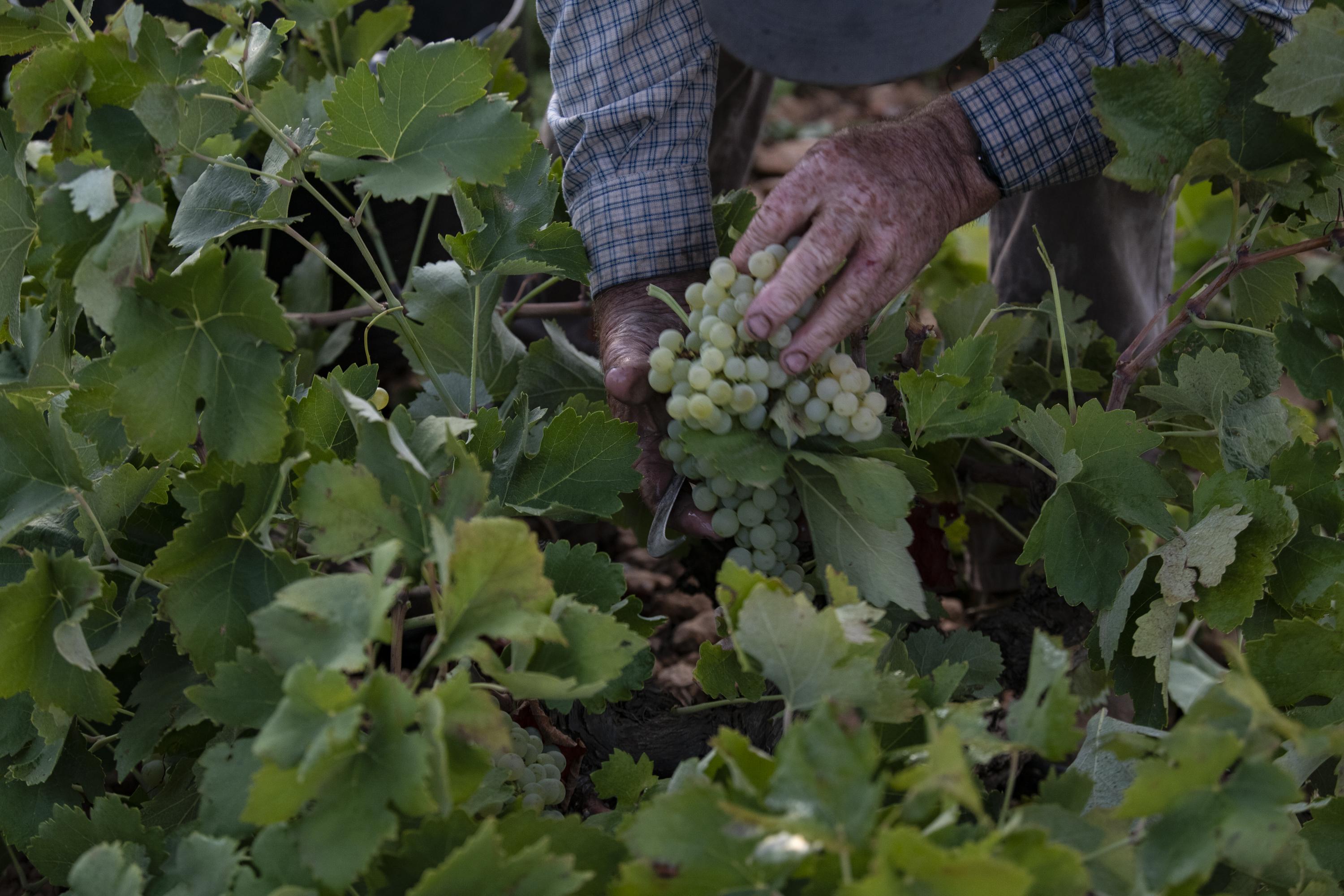 Un trabajador de la vendimia sostiene un racimo de uvas verdes. EuropaPress