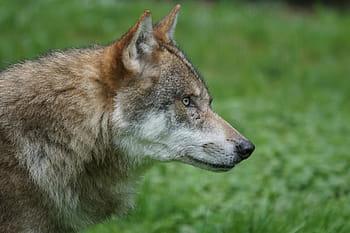 Un ejemplar de lobo ibérico.