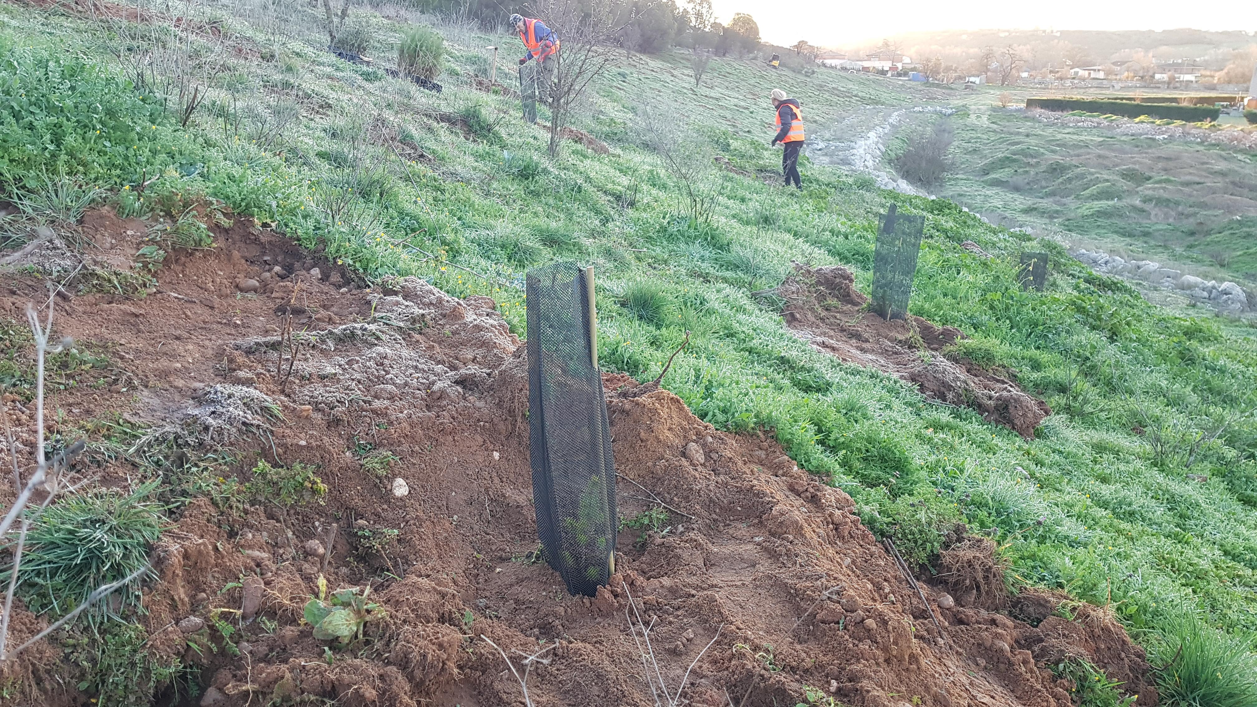 Fundación Aquae ha plantado 750 árboles en Zamora para recuperar más de 15.000 m2 de superficie forestal