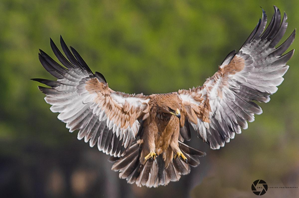 Aguila Imperial Joven