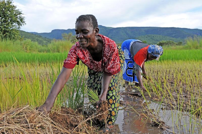 Cómo las agricultoras de Zambia están cambiando tradición por tecnología para resistir el cambio climático