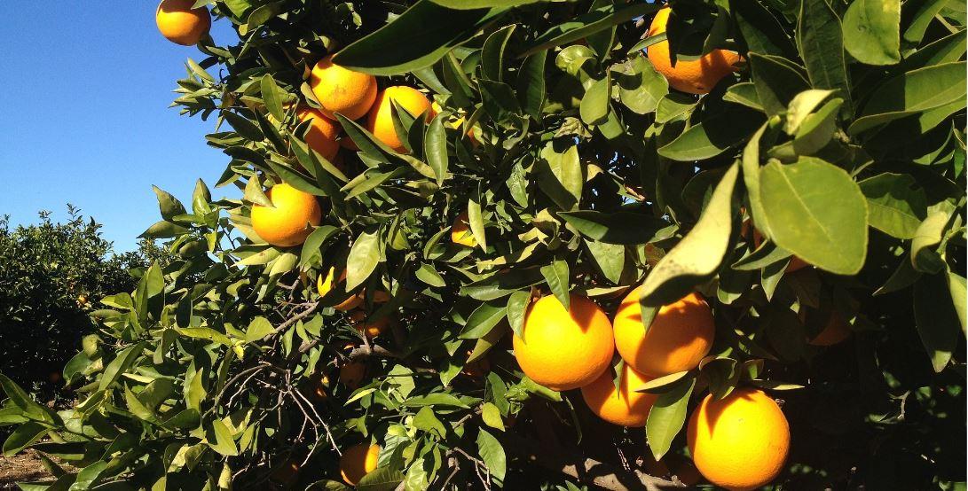 Campo de naranjas en Valencia