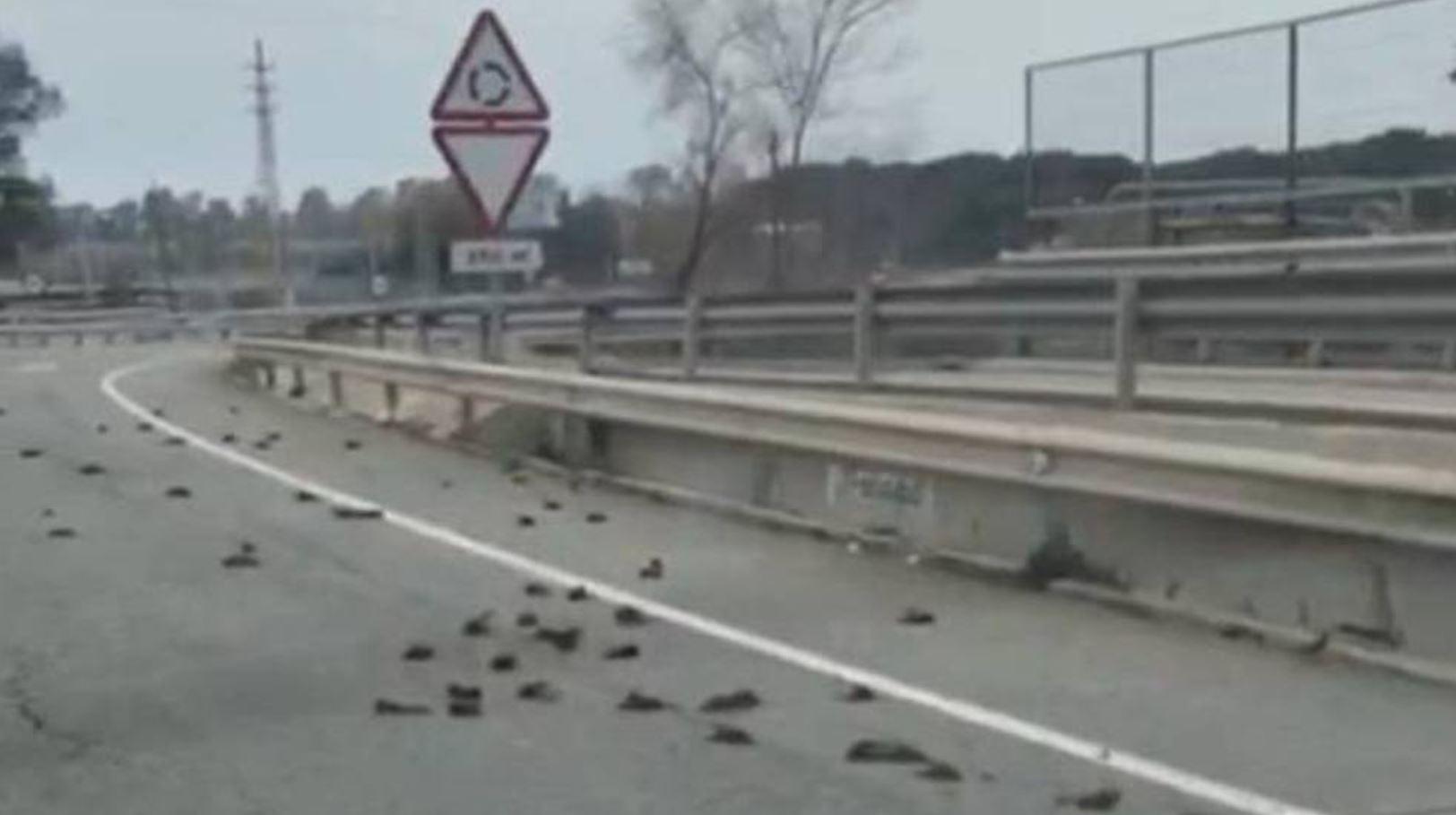 Más de un centenar de pájaros aparecen muertos en Tarragona / TWITTER