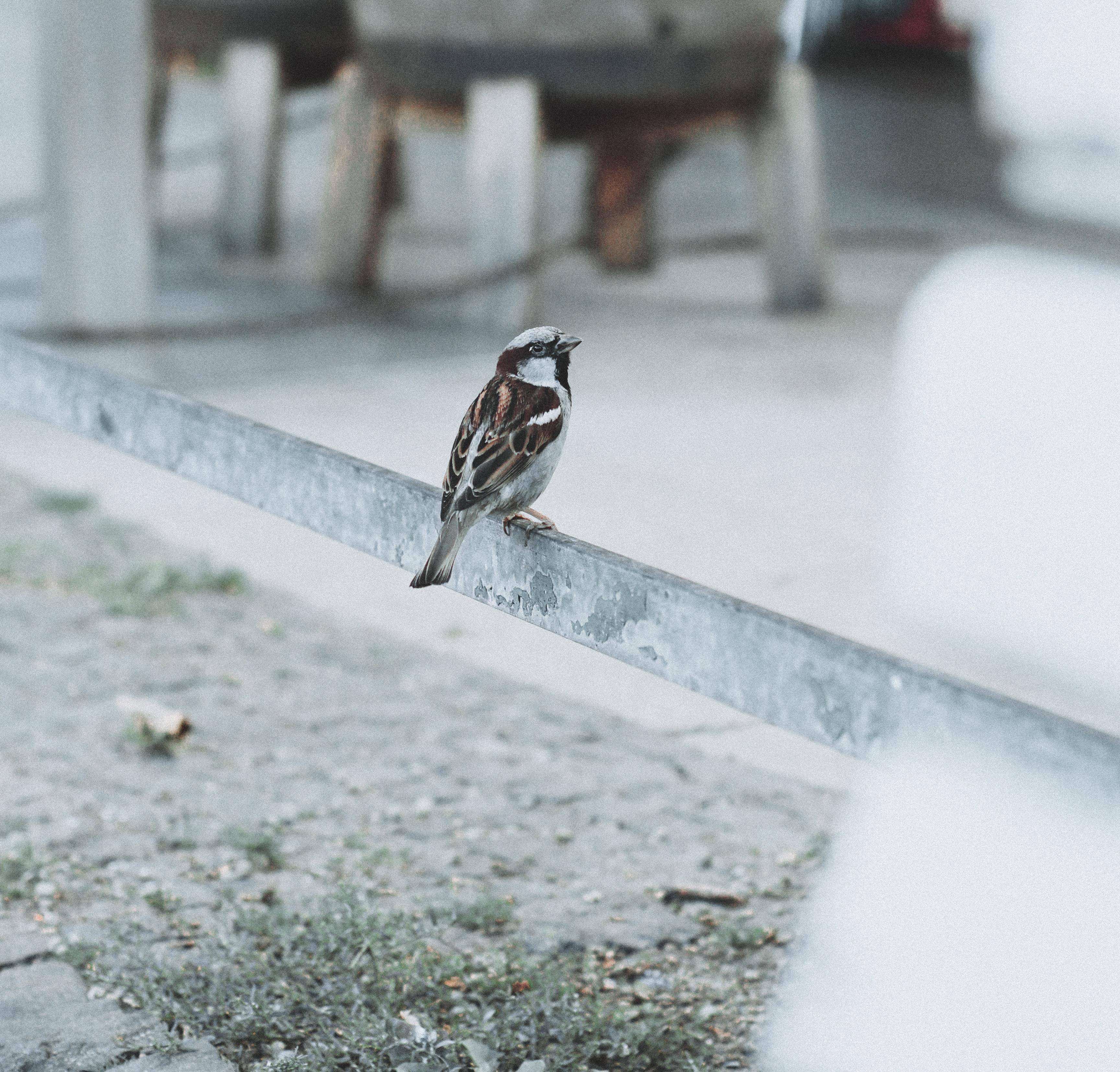 Un gorrión, sobre una acera de hormigón. Amal Ali para Unsplash(1)