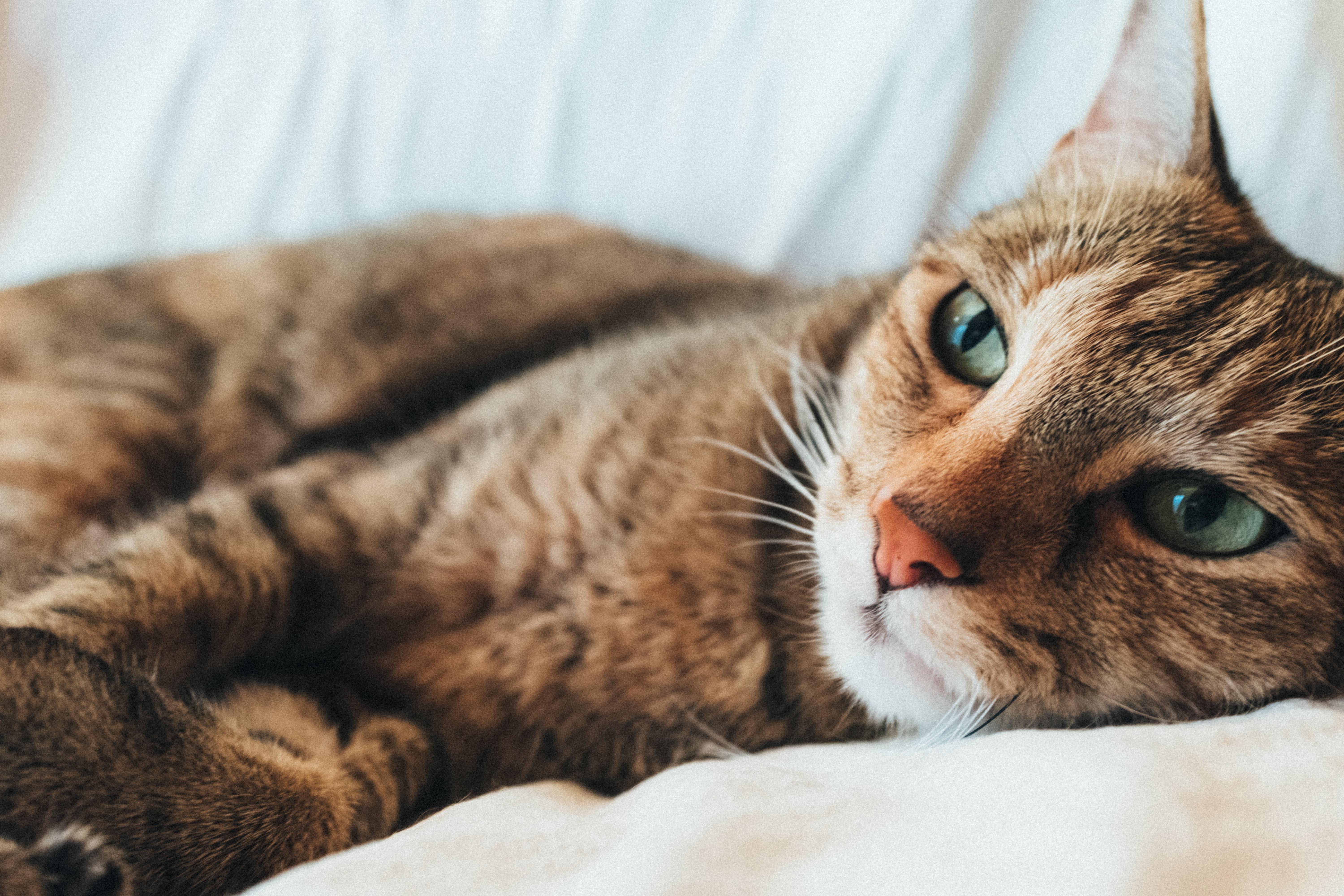 Día Internacional del Gato