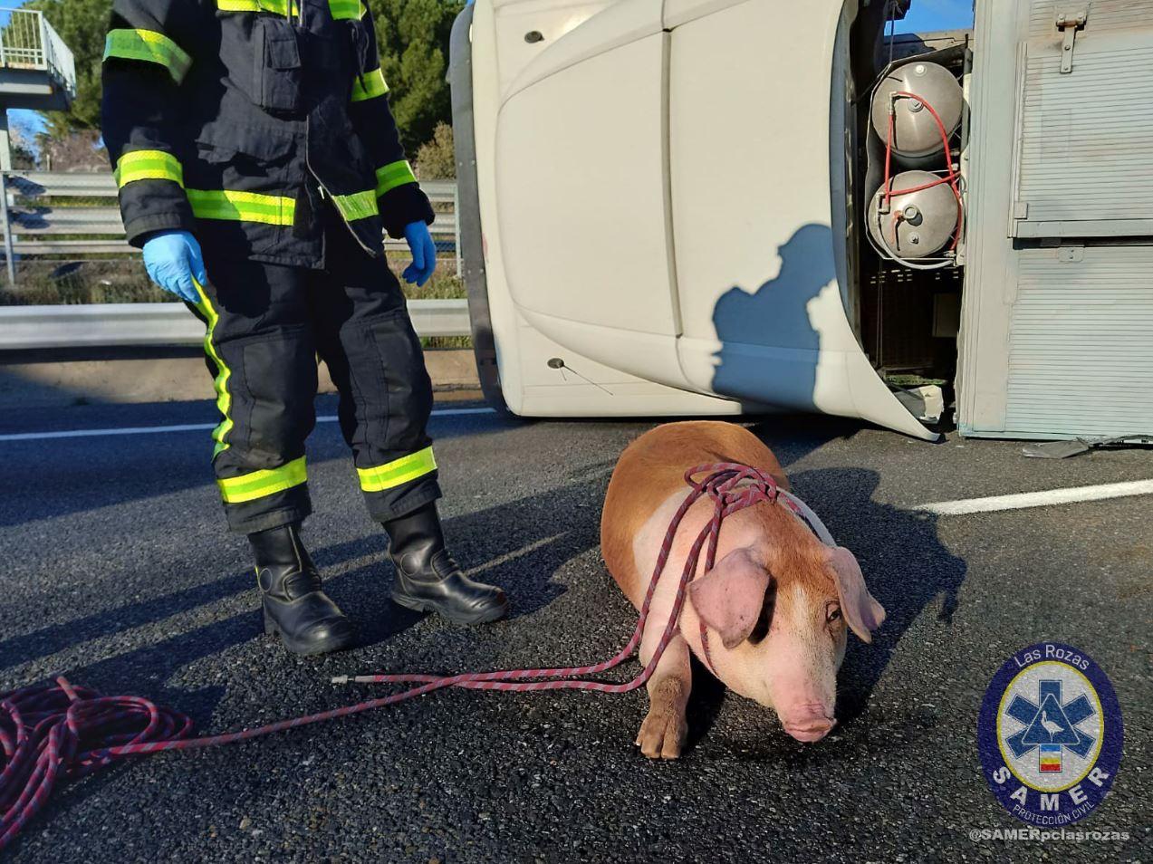 Uno de los cerdos en el accidente del camión en la A 6 /  Protección Civil SAMER