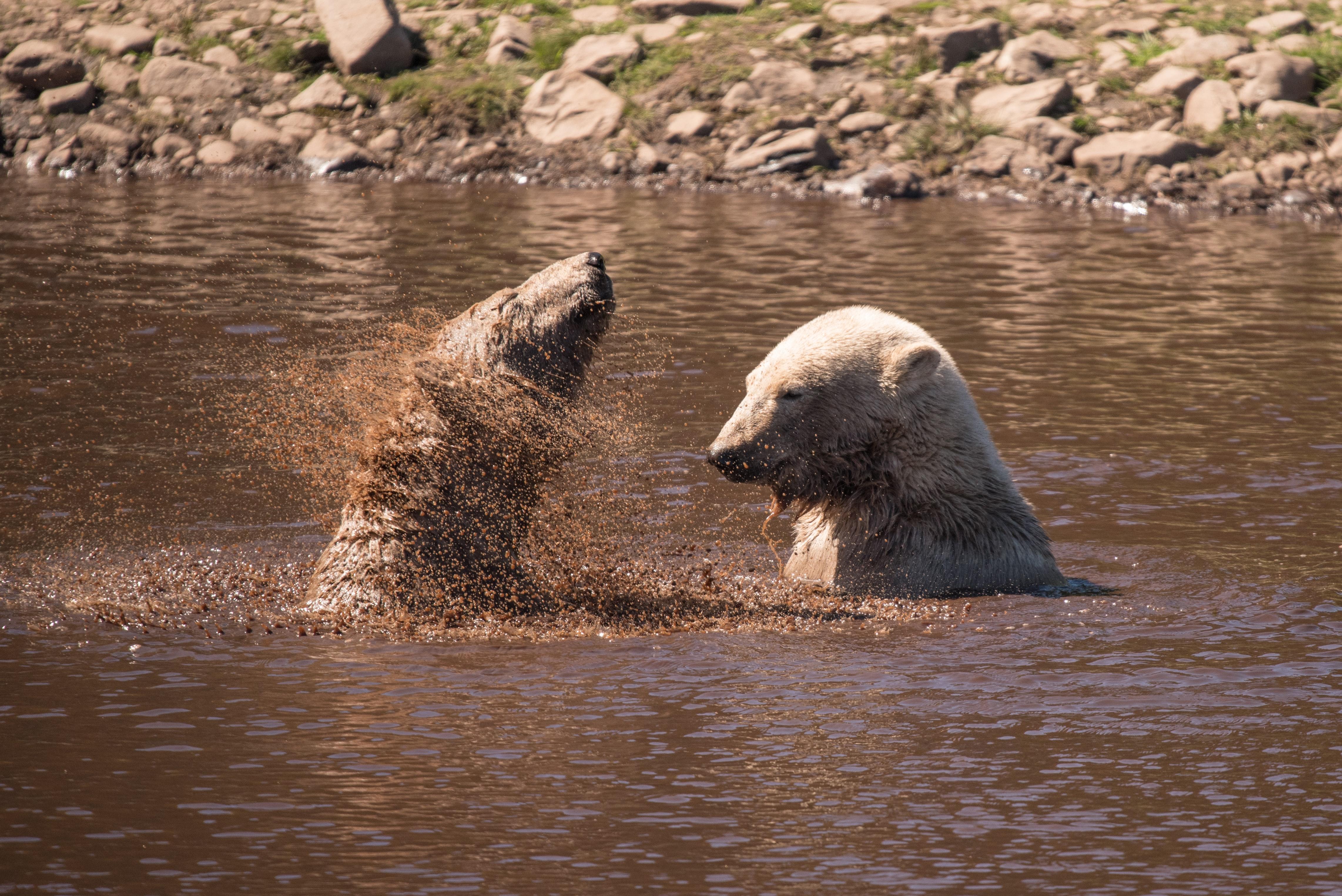 Dos osos polares se bañan en un río. Unsplash