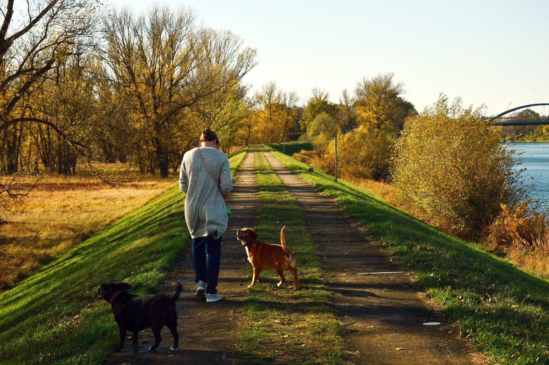 Una mujer pasea a dos perros. Fuente: Pixabay.