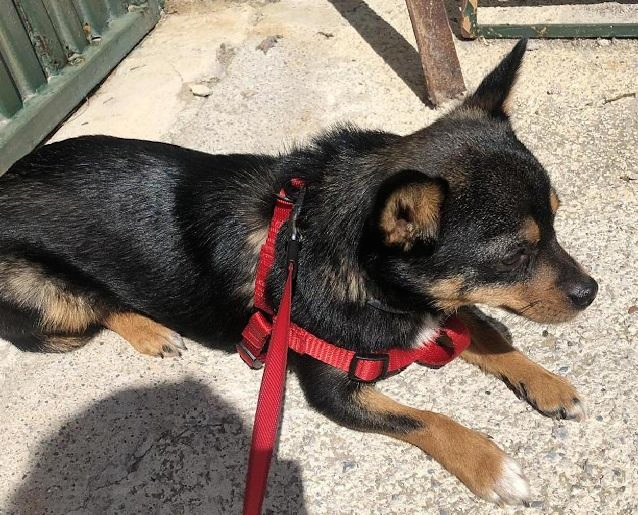 "Las mascotas son uno más en casa y merecen nuestros cuidados", recuerda la Diputación de Granada.