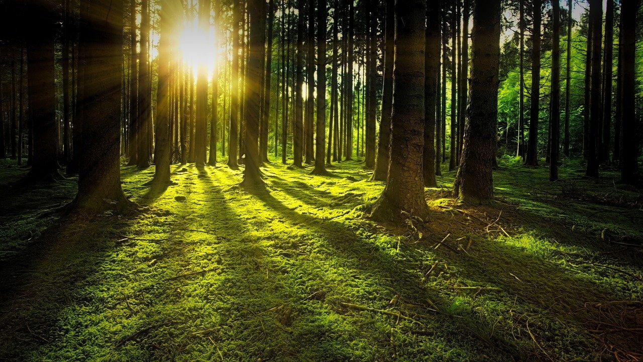 Un bosque iluminado por la luz del sol