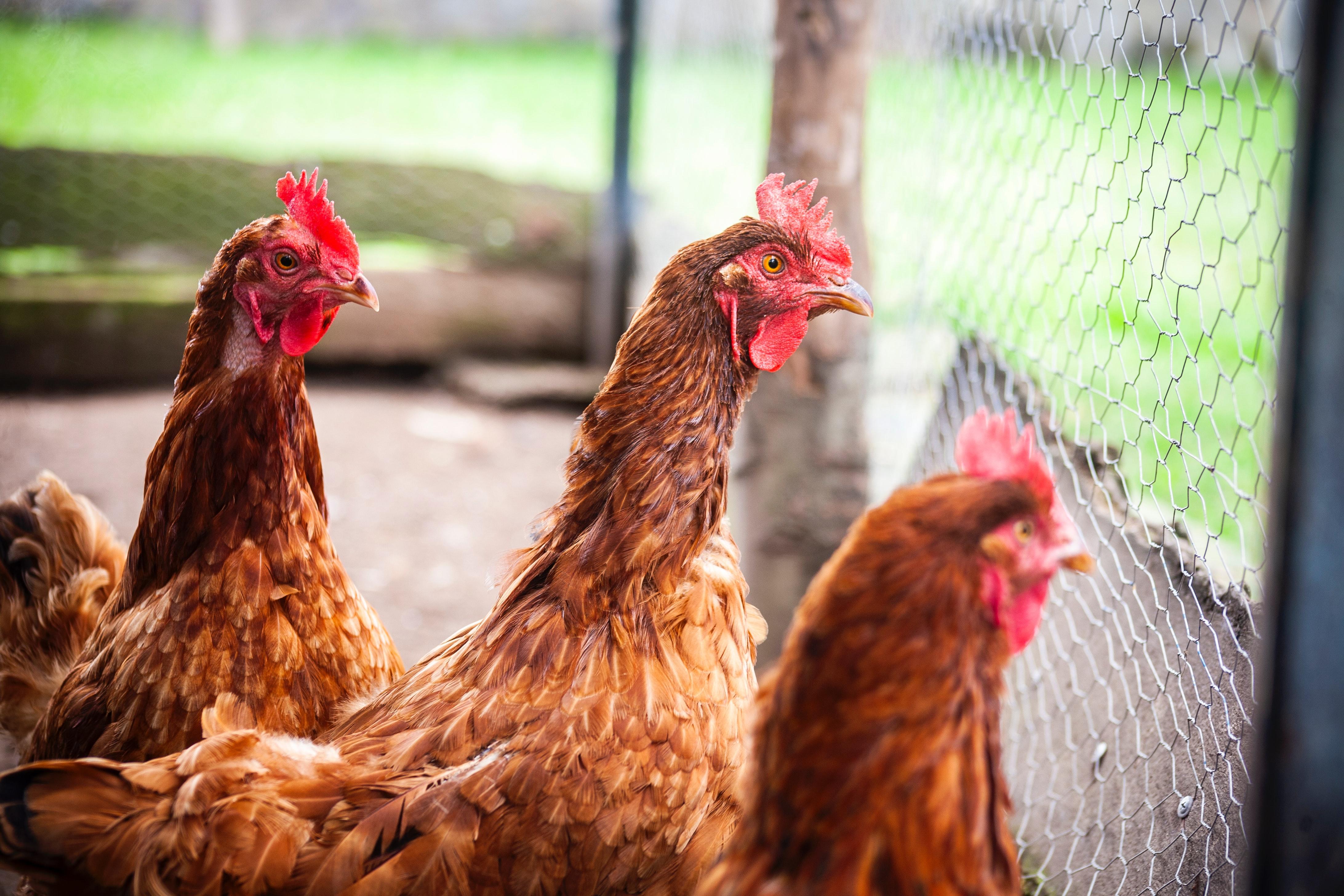 Varias gallinas miran desde el otro lado de la verja, confinadas. Dave Sandoval en Unsplash