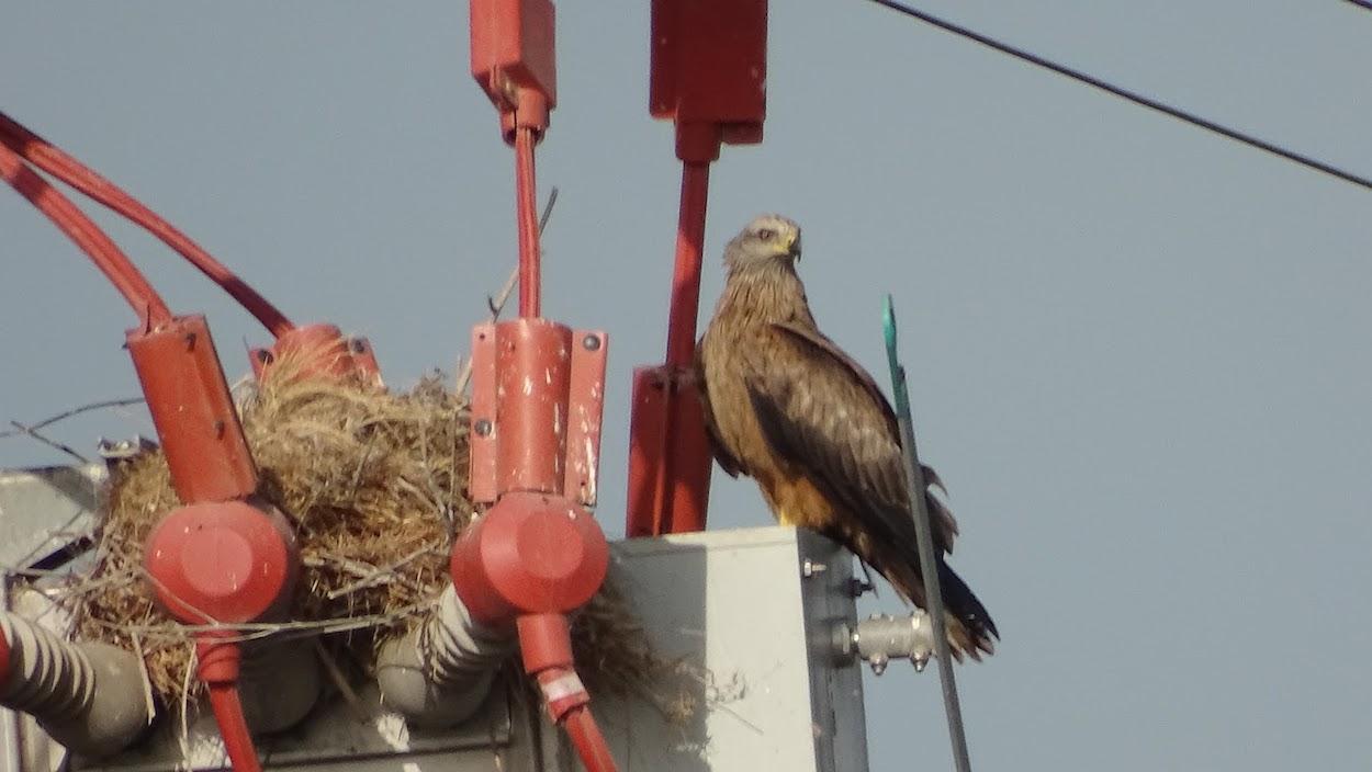 Aguilucho lagunero en el nido que ha hecho en medio de un transformador eléctrico.