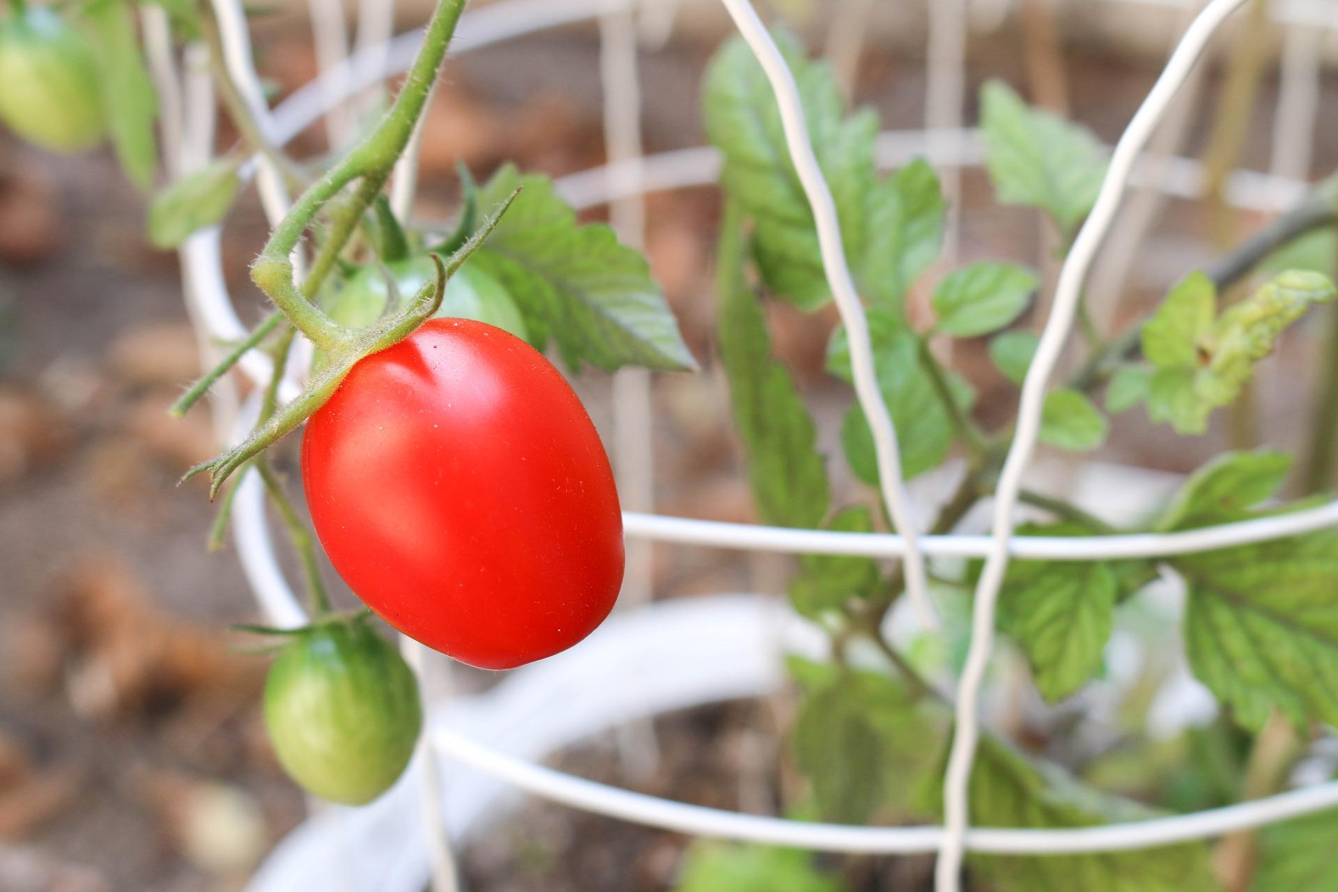 Los tomates son ideales para plantar en abril