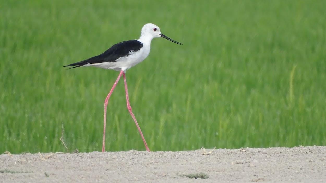 Cigüeñuela en los arrozales del Brazo del Este.