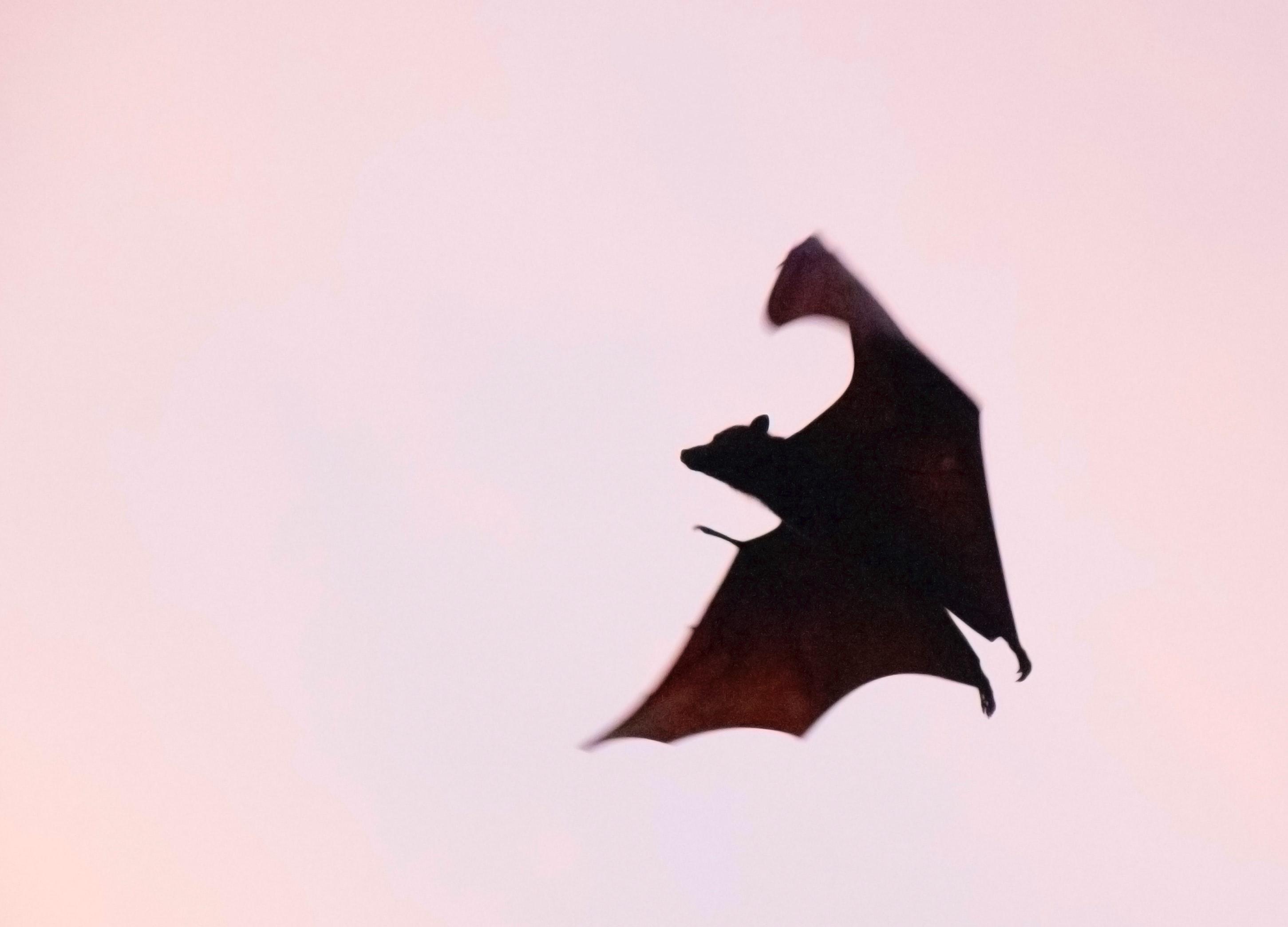 El murciélago es el animal al que se apunta como huésped original del nuevo coroanvirus. Fuente: Unsplash