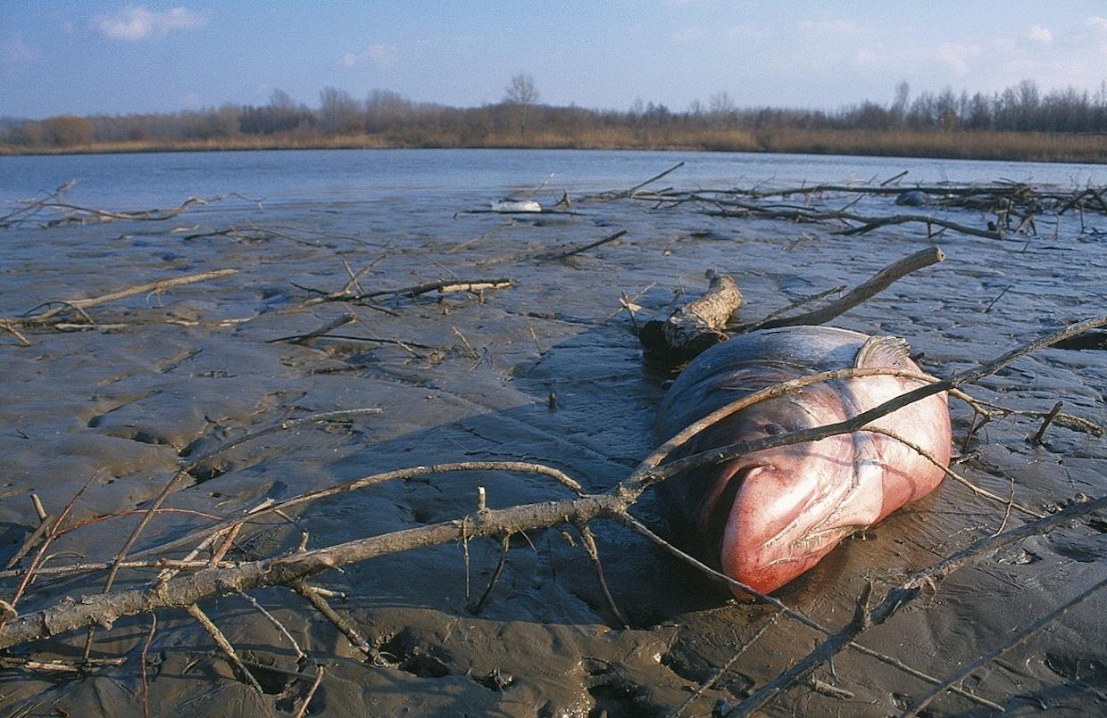 WWF alerta de que la reapertura de la mina de Alznalcóllar "supone un riesgo catastrófico para Doñana". WWF