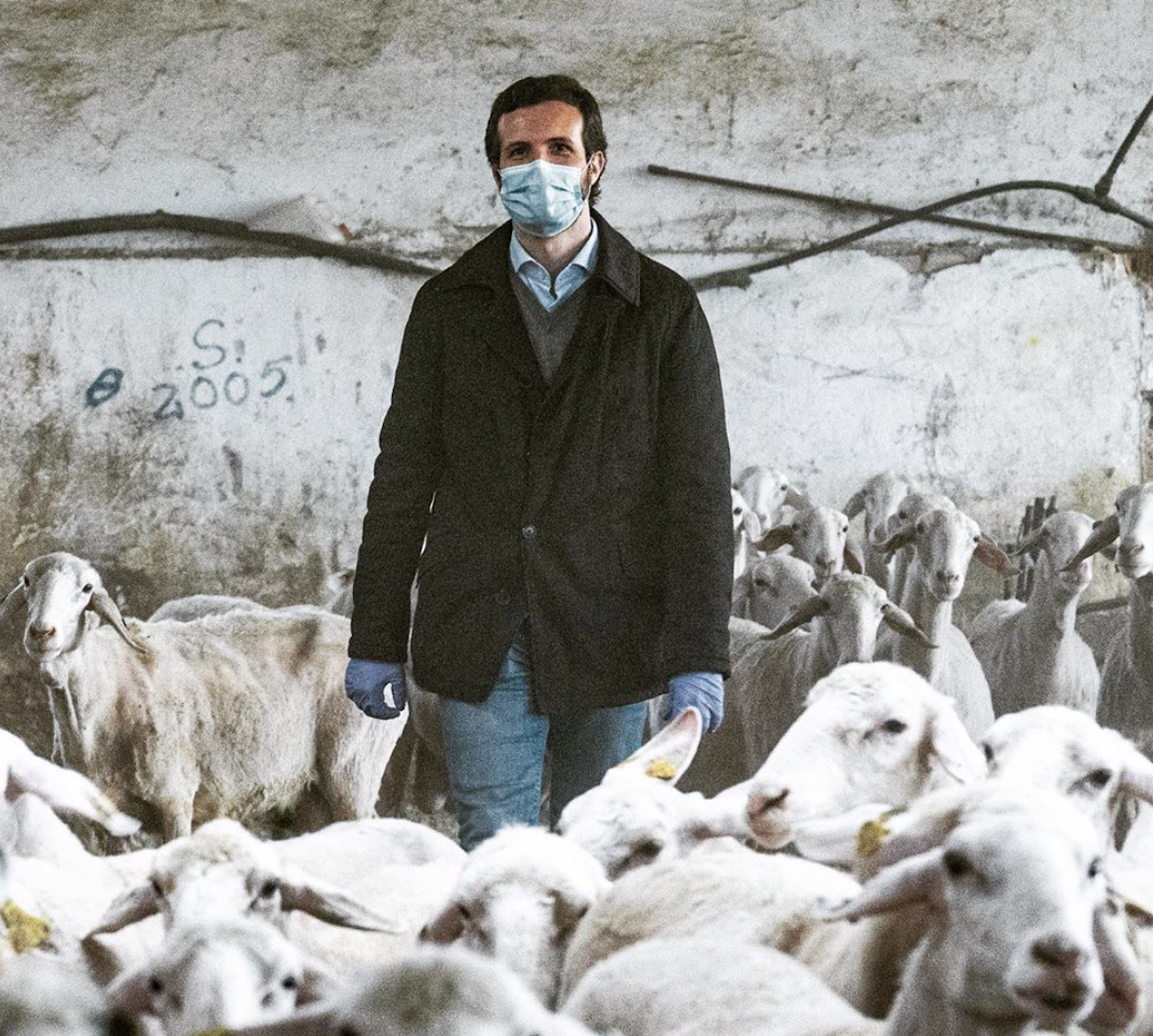Pablo Casado rodeado de ovejas