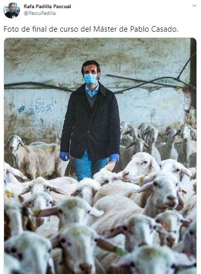 Meme de Twitter bromeando sobre la foto de Pablo Casado con ovejas