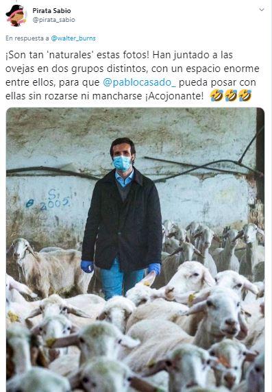 Mensaje de Twitter criticando la foto de Pablo Casado con ovejas