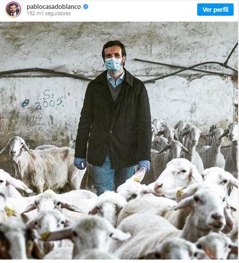 Fotografía subida por Pablo Casado a su Instagram en la que aparece rodeado de ovejas