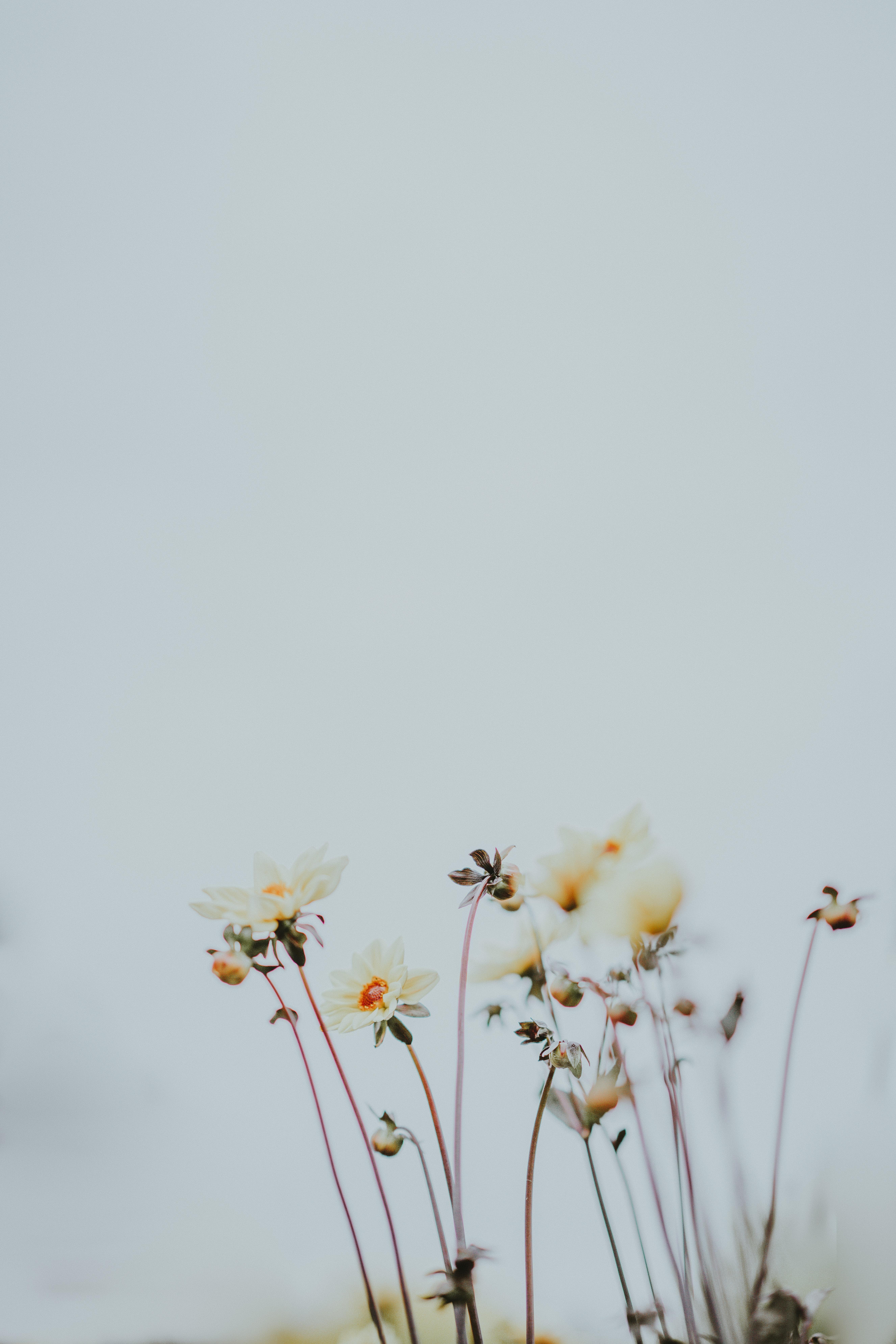 Flores. Annie Spratt para Unsplash