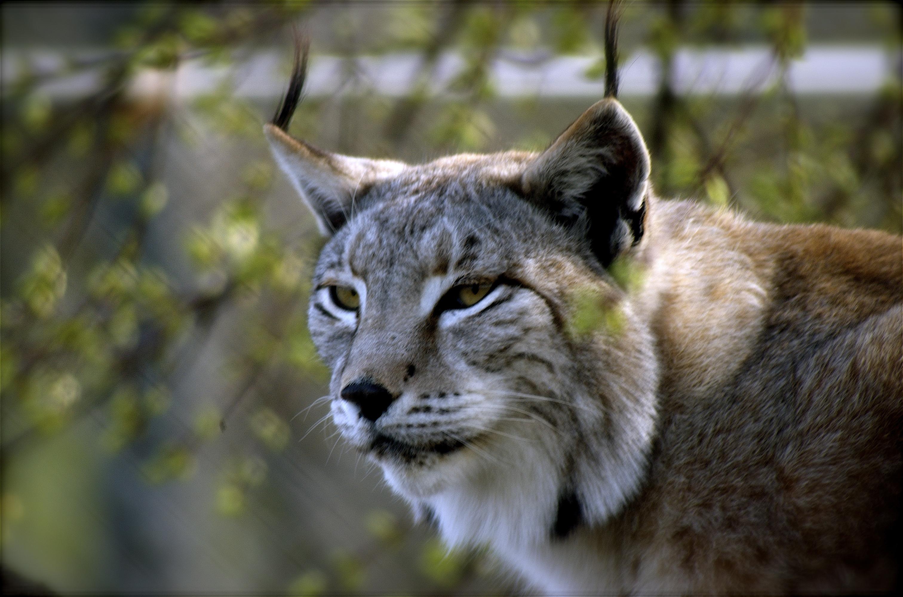 Lince en Madrid