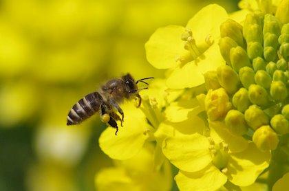 Abeja junto con una flor amarilla