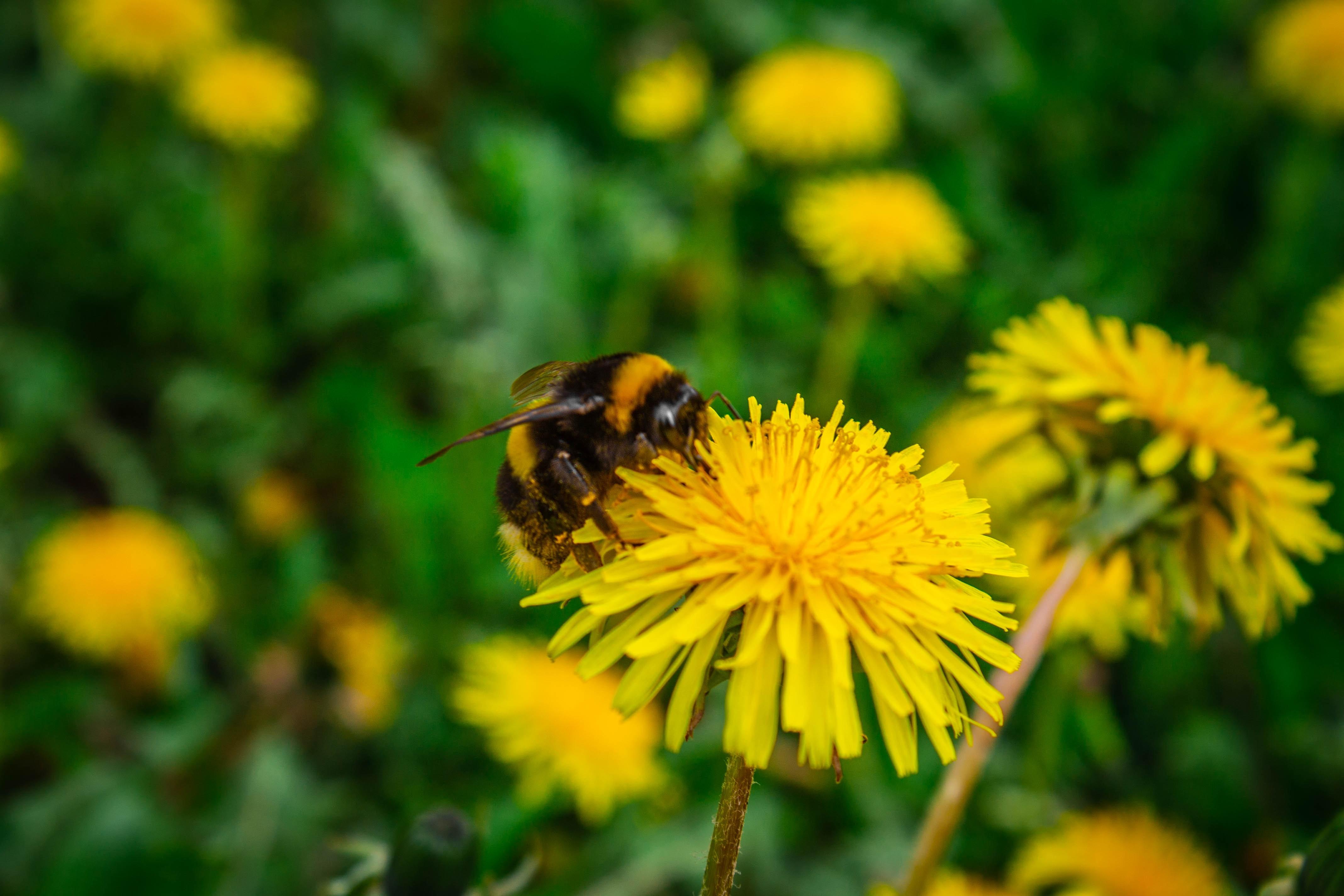 Abeja sobre flor. Gleb Belyakov para Unsplash