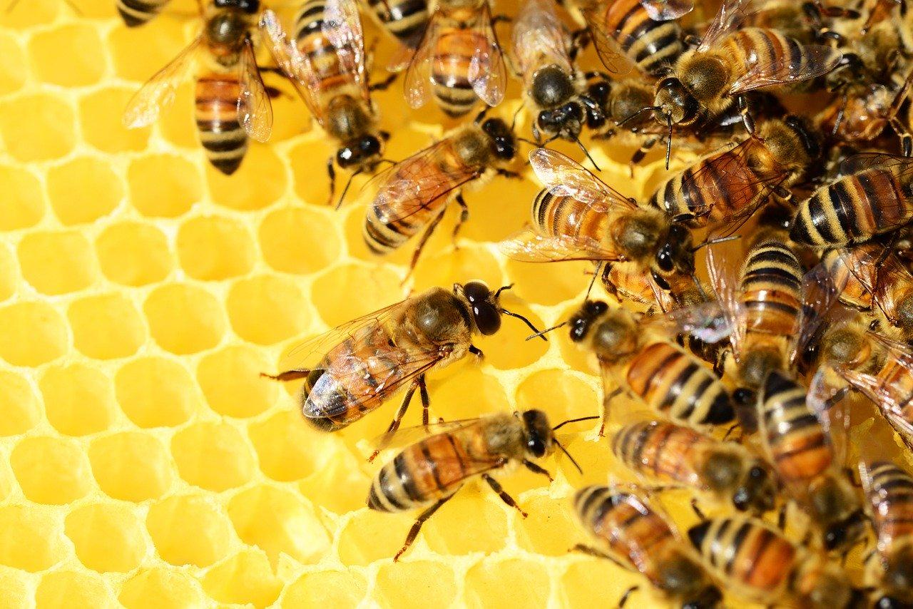 De las más de 20.000 especies de abejas que existen en el mundo solamente 7 producen miel, un edulcorante natural que tiene propiedades antibacterianas y antisépticas
