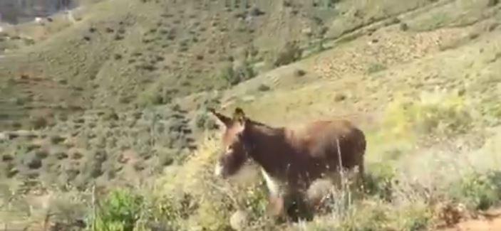 El reencuentro de Ismael con su burra Baldomera. 